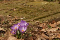 Alter Friedhof Saarlouis