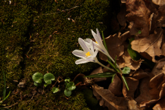 Alter Friedhof Saarlouis