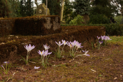 Alter Friedhof Saarlouis